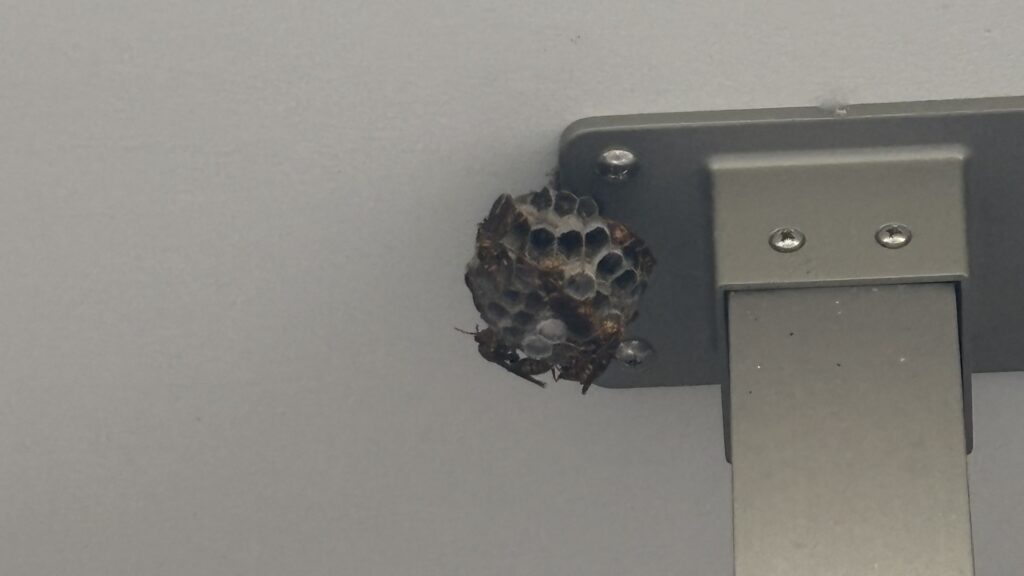 笠松町　軒下のアシナガバチ駆除