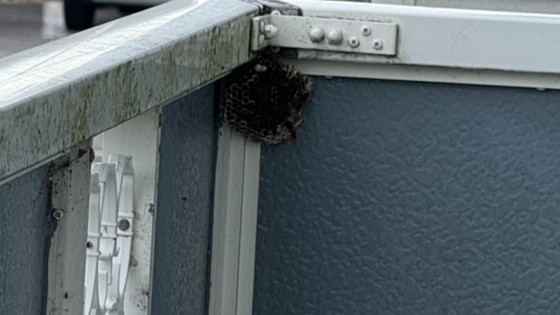 瑞穂市　ベランダのアシナガバチ駆除