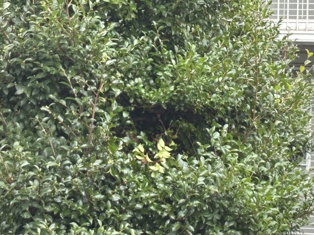 岐阜市　庭木のスズメバチ駆除後(小型スズメバチの巣撤去後)