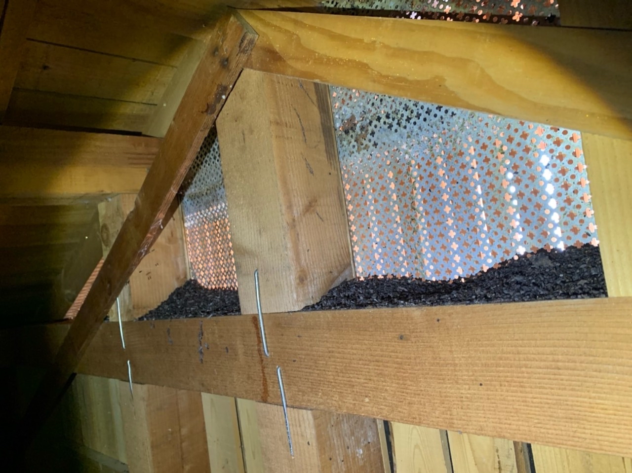 屋根裏で確認したコウモリのフン被害