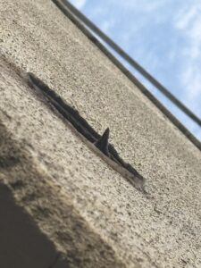 岐阜市のアパートの換気口(ガラリ)のムクドリ対策