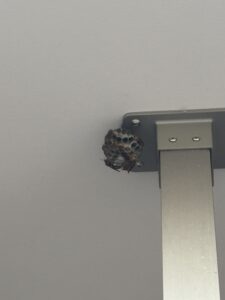 羽島郡のアパートのアシナガバチ駆除