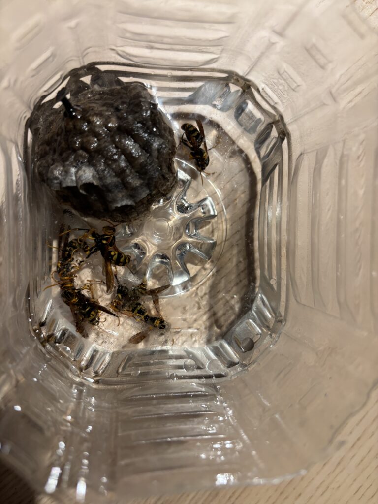 アシナガバチ駆除+撤去後