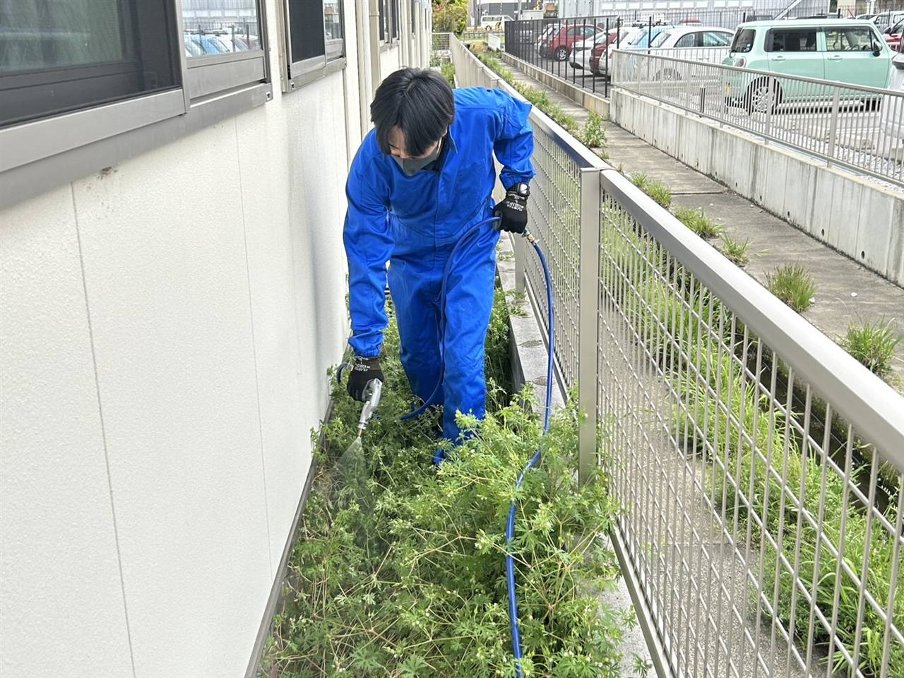 防草シートをめくって行うムカデ駆除施工