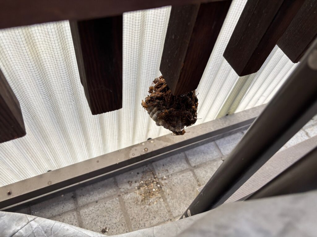 笠松町の戸建て玄関に作られたアシナガバチの巣と集まる多数のハチ