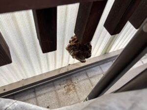 笠松町の戸建て玄関に作られたアシナガバチの巣と集まる多数のハチ