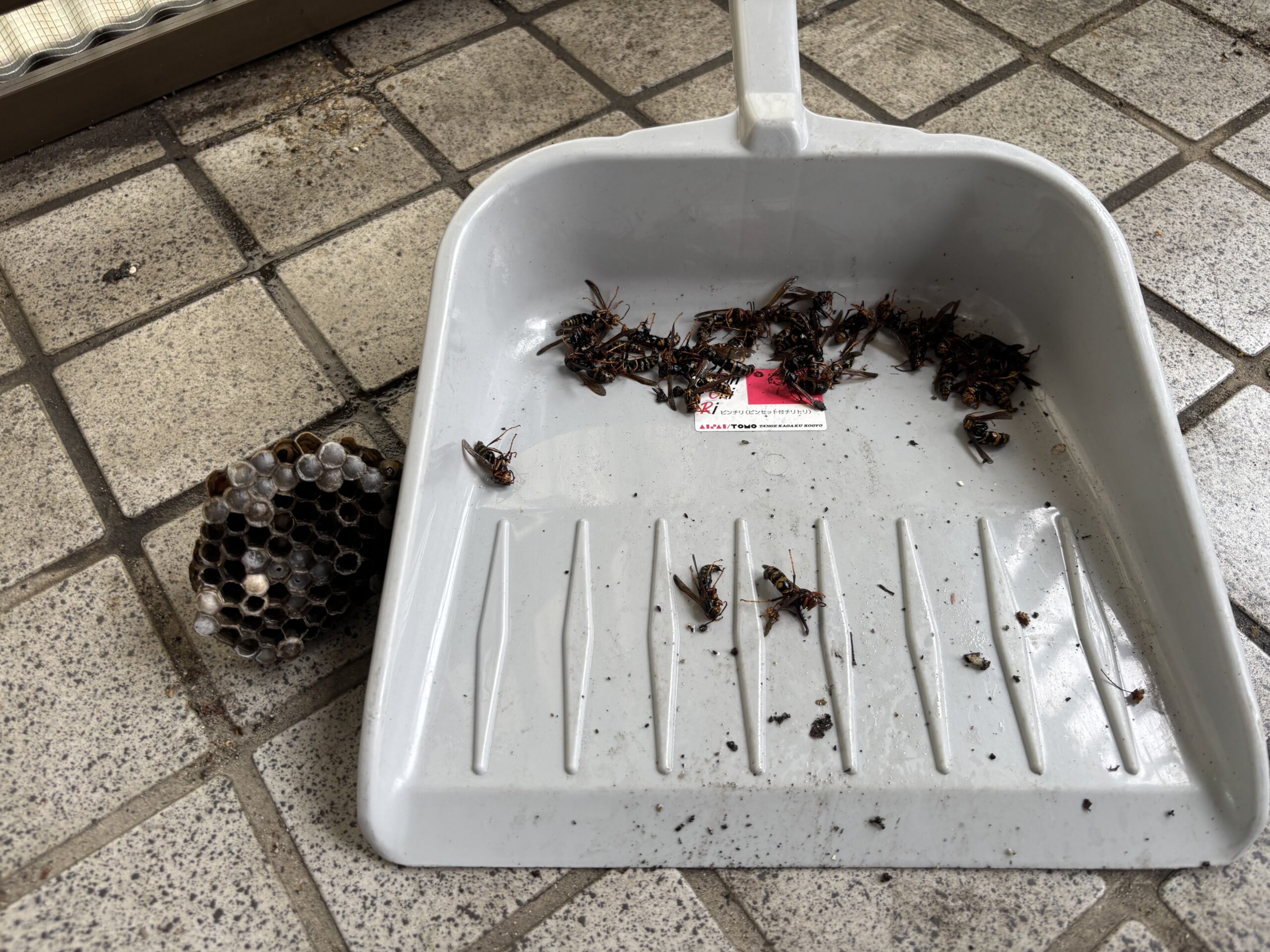 笠松町の戸建て玄関から撤去したアシナガバチの巣と駆除したハチ